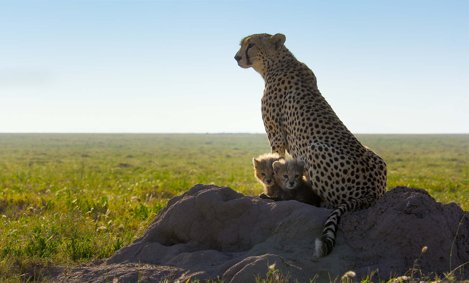 Two baby cheetahs cuddle close to mom on a rock.  (credit: National Geographic/Tom Walker)