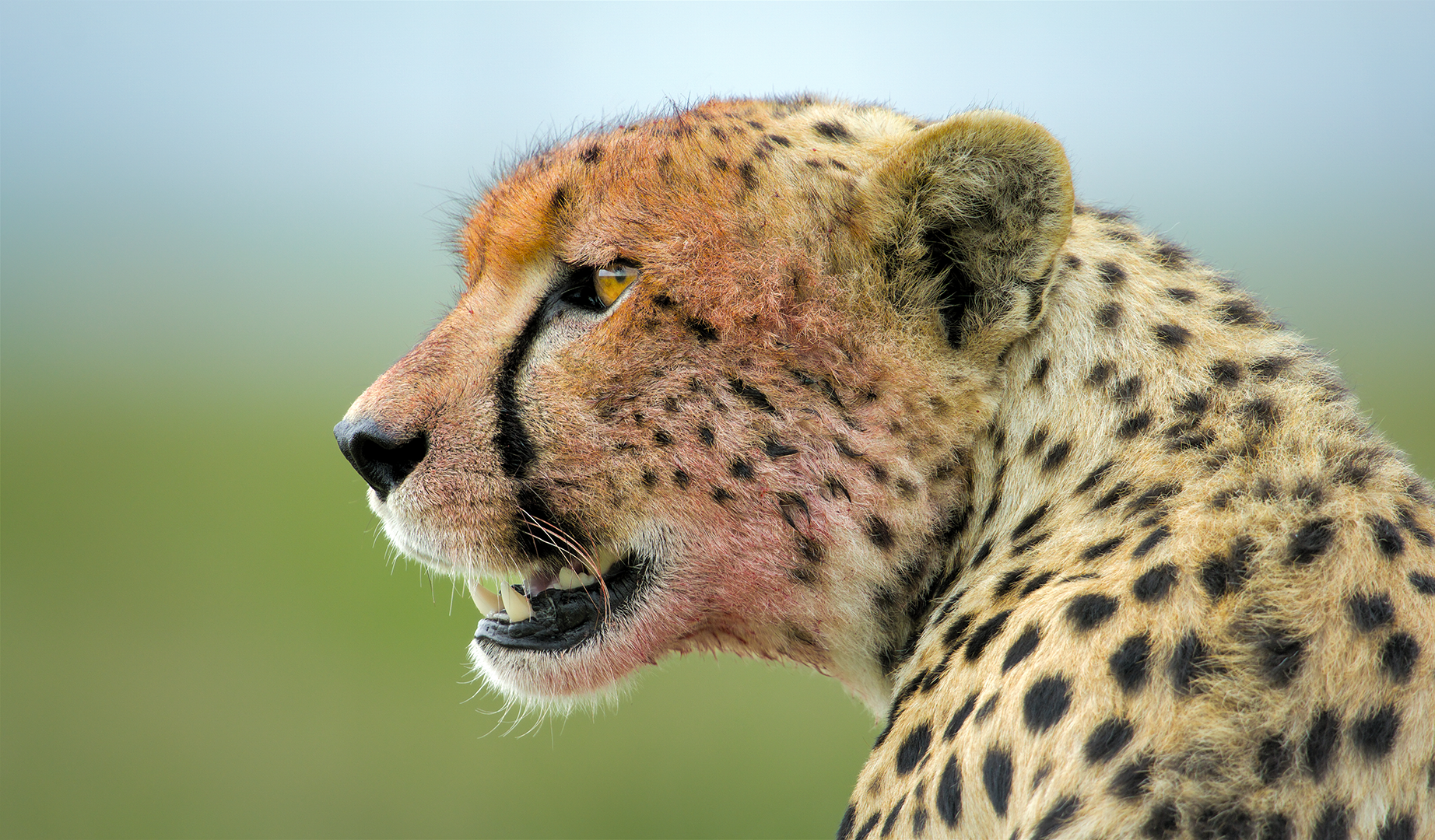 A cheetah's face is lightly stained with blood after eating a kill.  (credit: National Geographic/Tom Walker