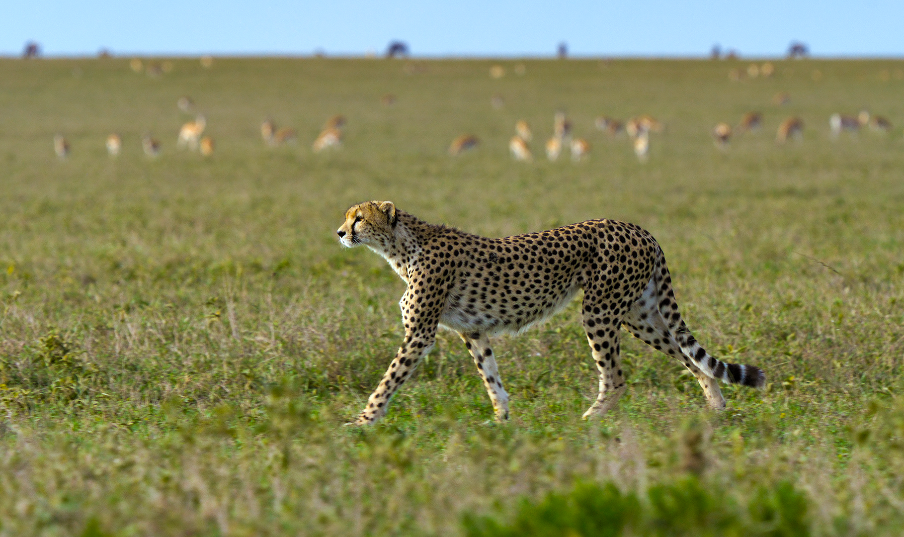 A cheetah strolls through the plains in from of a herd of antelope. (credit: National Geographic/Tom Walker)