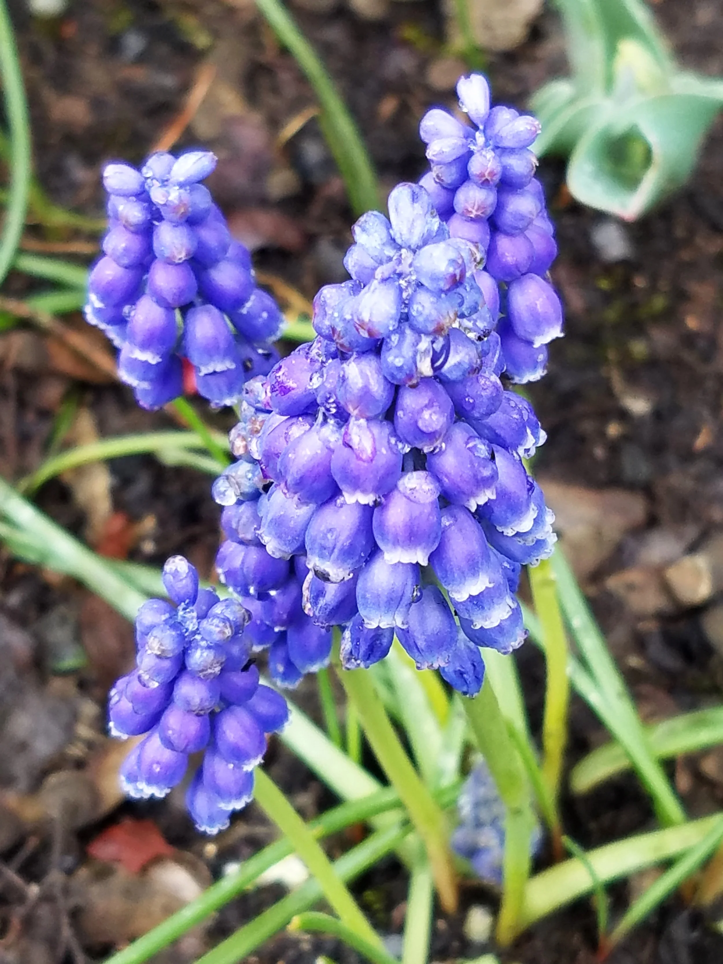 Grape hyacinths