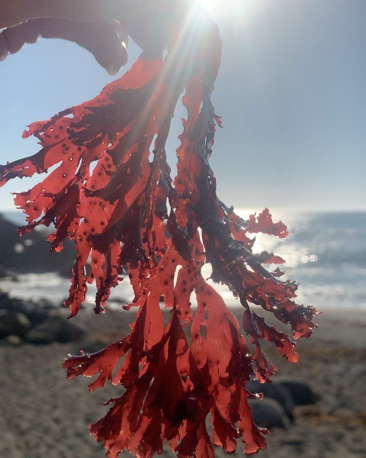 Life as of late has been so jarring it&rsquo;s left me in a shocked state of curious presence. I&rsquo;ll take the silver lining. So here&rsquo;s a kelp study for our collective enjoyment. Thank you Big Sur, Mama Ocean and planet Earth for being our 