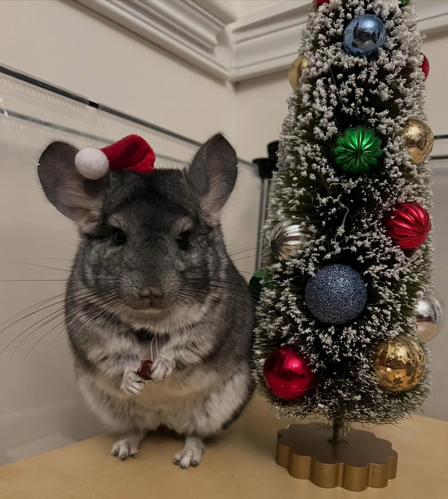 Merry Christmas and Happy Holidays from NC and the cutest festive fluff 🐭🎄🎁