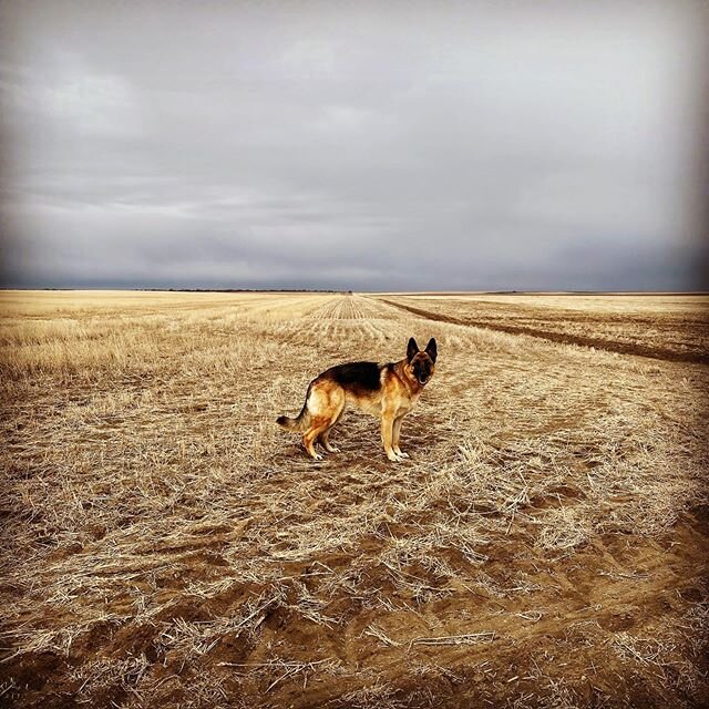 Introducing Luna, Protector of the stuff, chaser of the Kong, entertainer of the many. #gsd