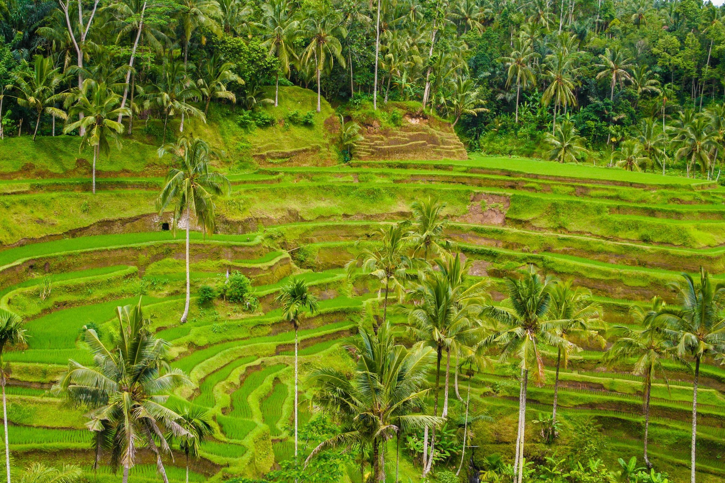 PAY BALI IMMERSION (YTT STUDENTS)