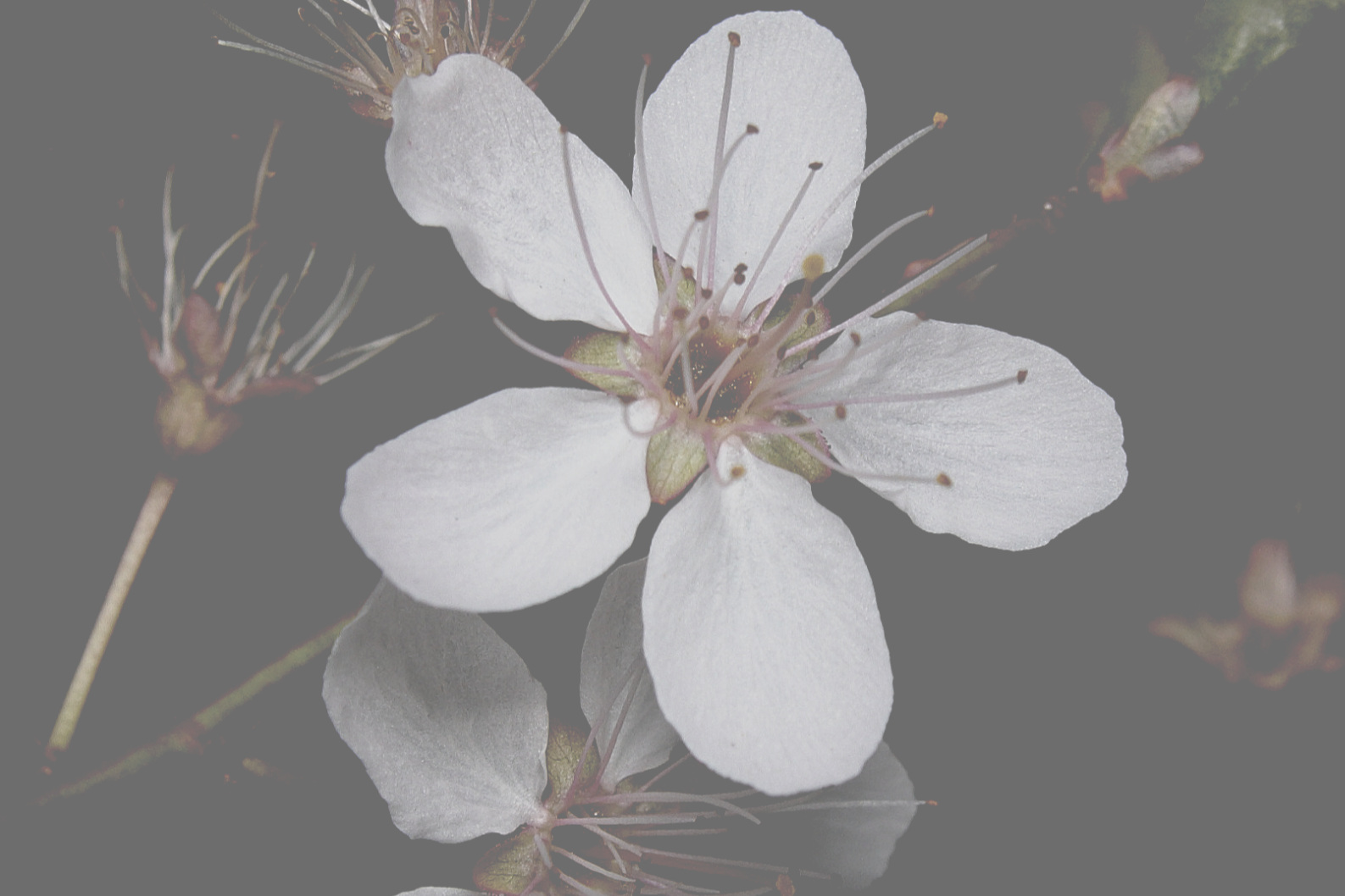 Copy+of+Copy+of+Spring+Intensive+2019.jpg
