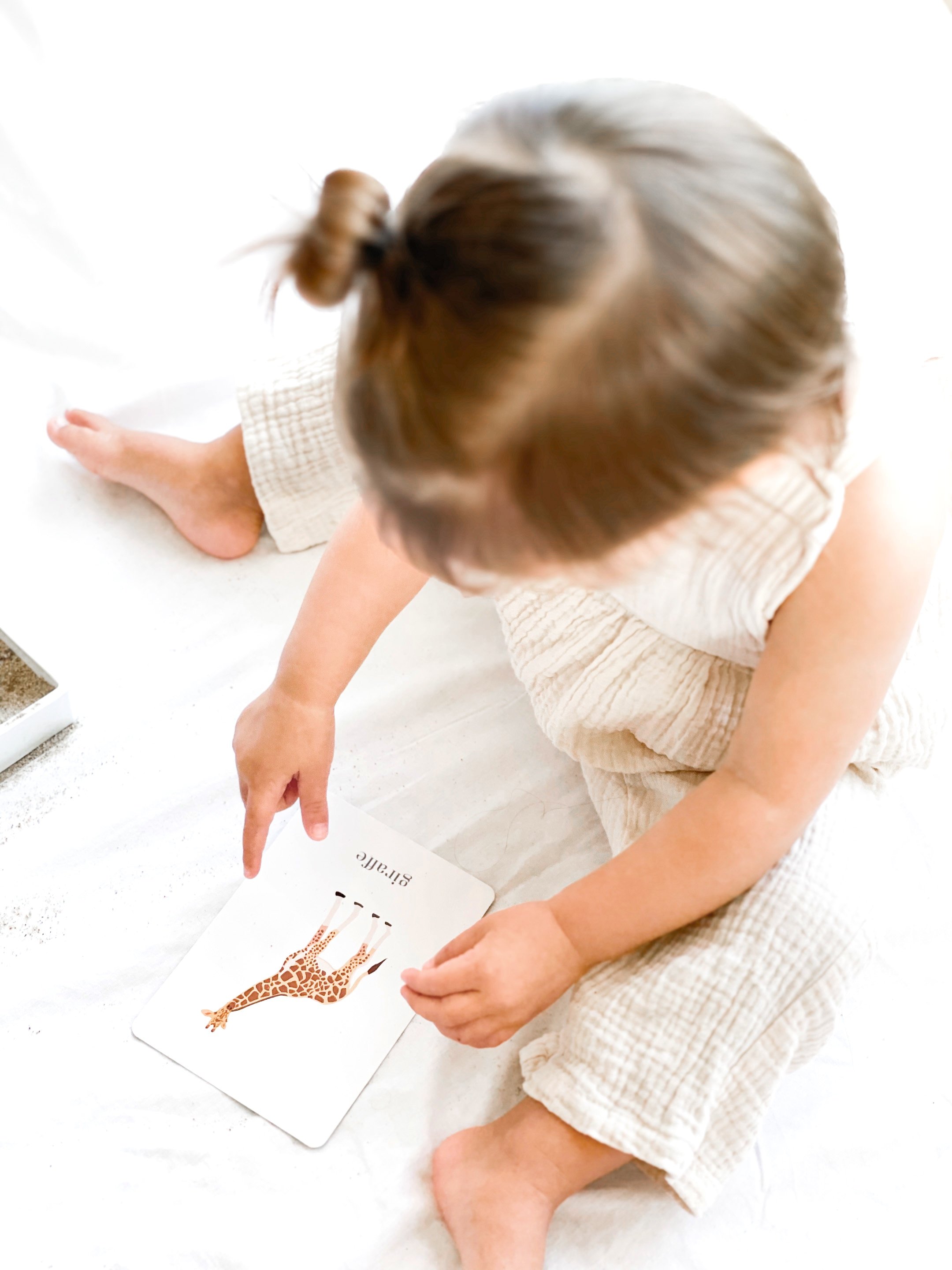 safari animal flashcard for little learners