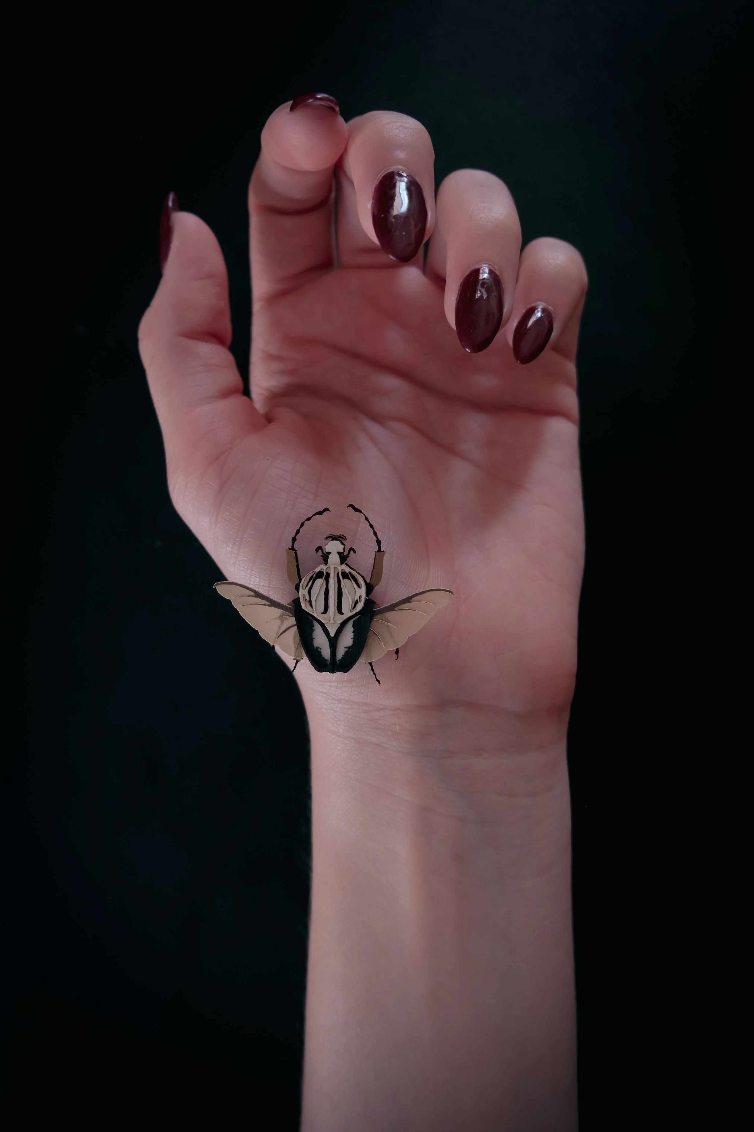 small beetle3-3.jpg