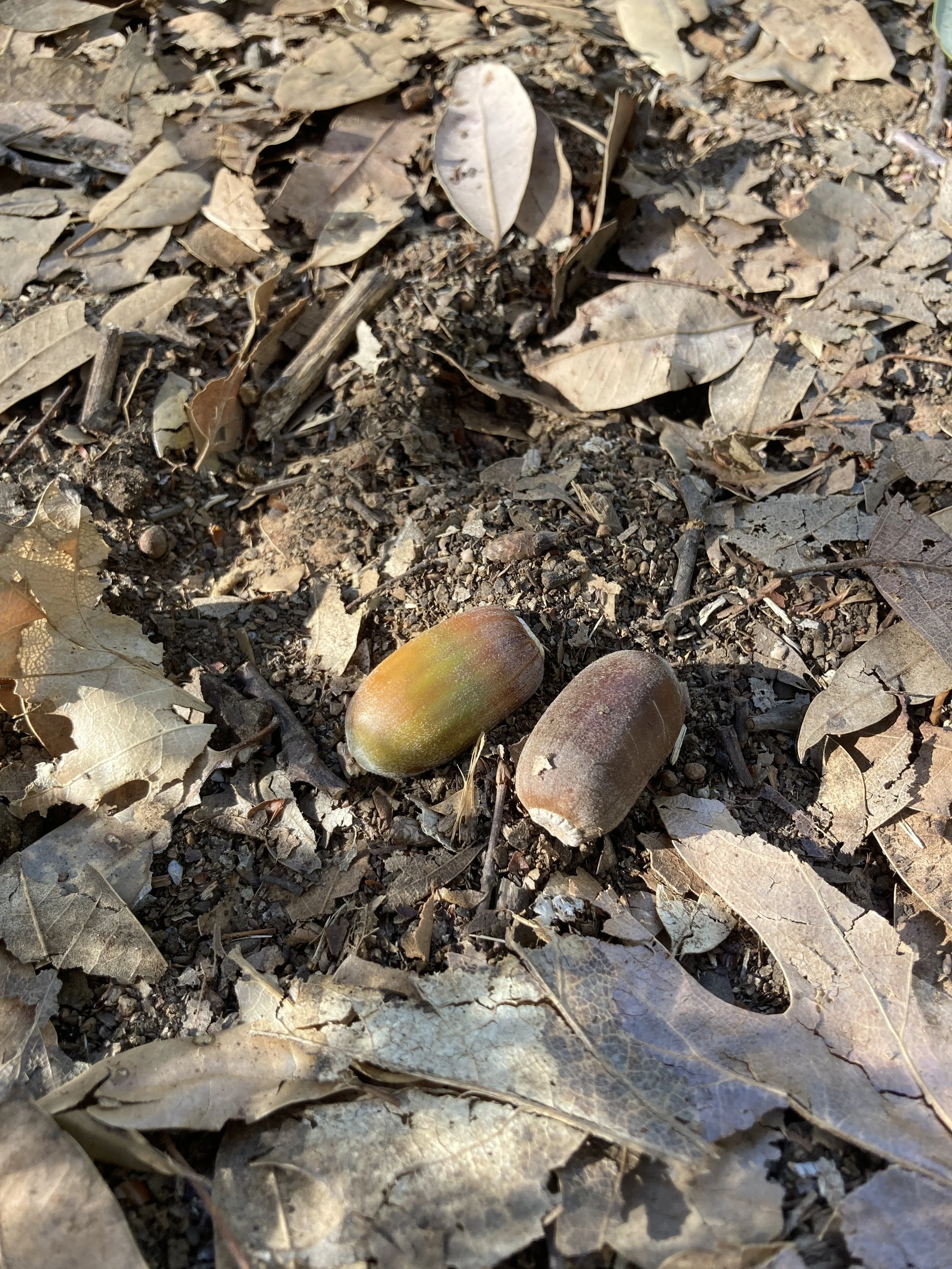 ooti ・acorn