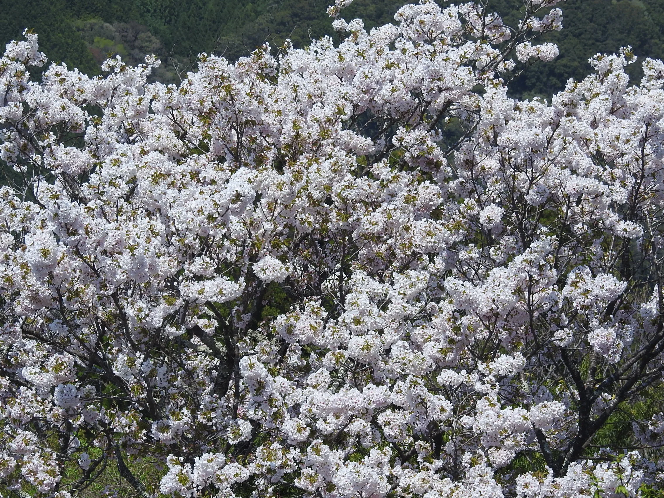 DSCN0301.JPG
