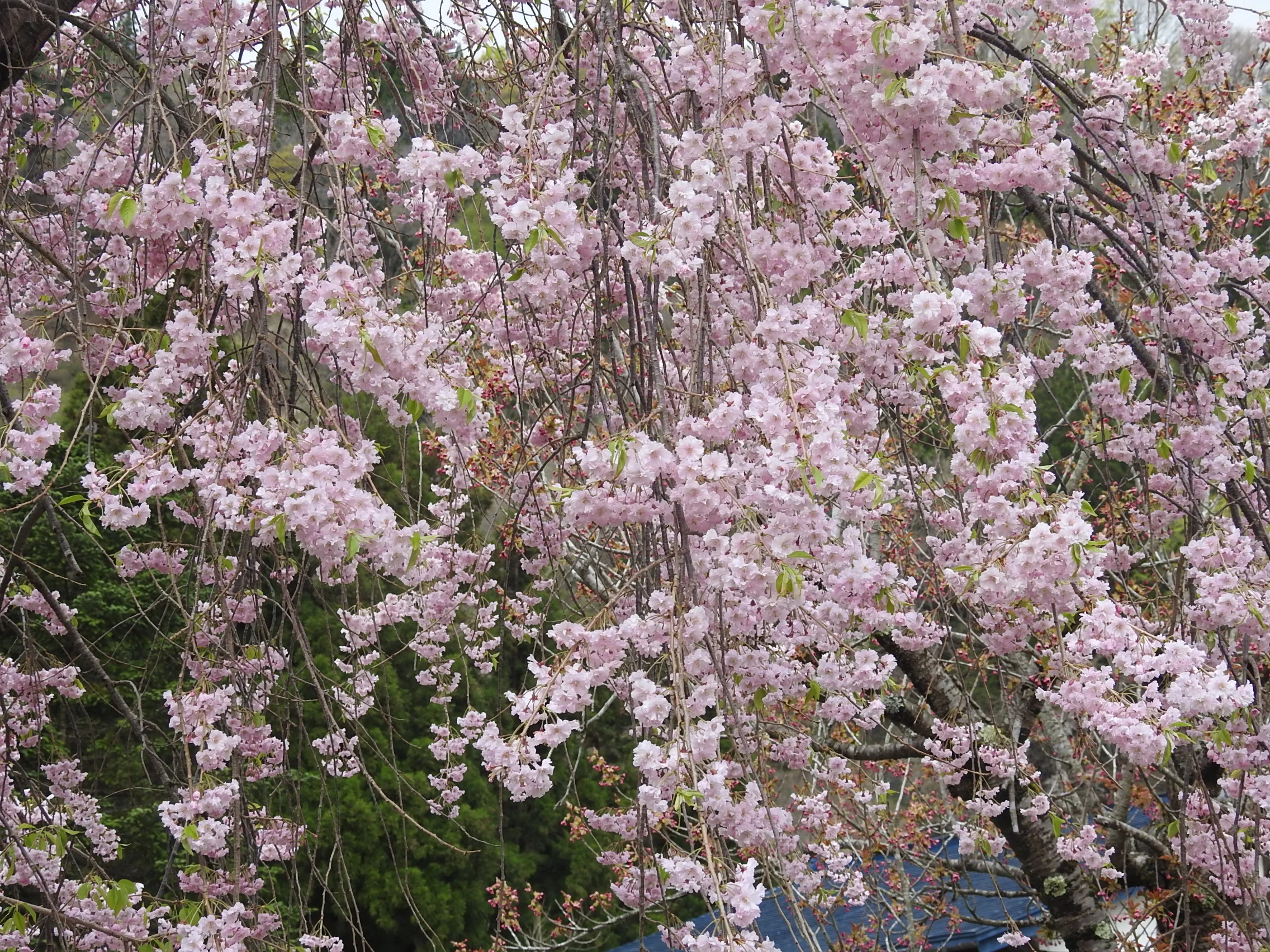DSCN0834.JPG