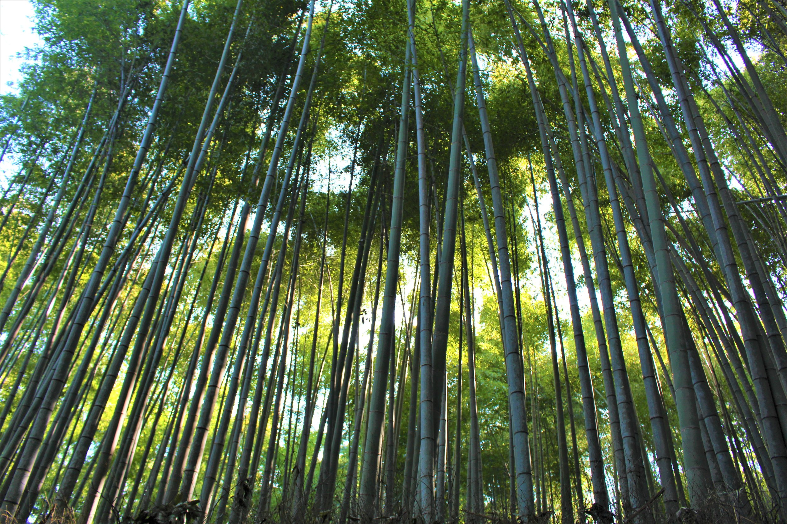 IMG_6948のコピー (2).JPG