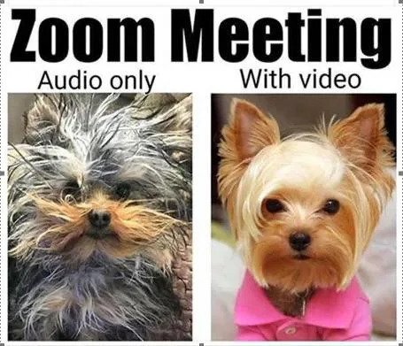 Zoom Meeting - Dogs.jpg