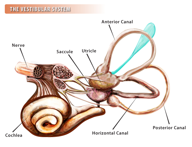 Vestibular Complex