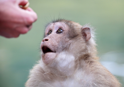 Mirror neurons – courtesy of a couple of lab monkeys enjoying a snack.