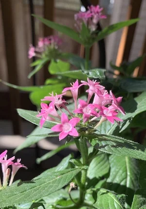 Beautification Committee: Giddings &amp; Oakley planting