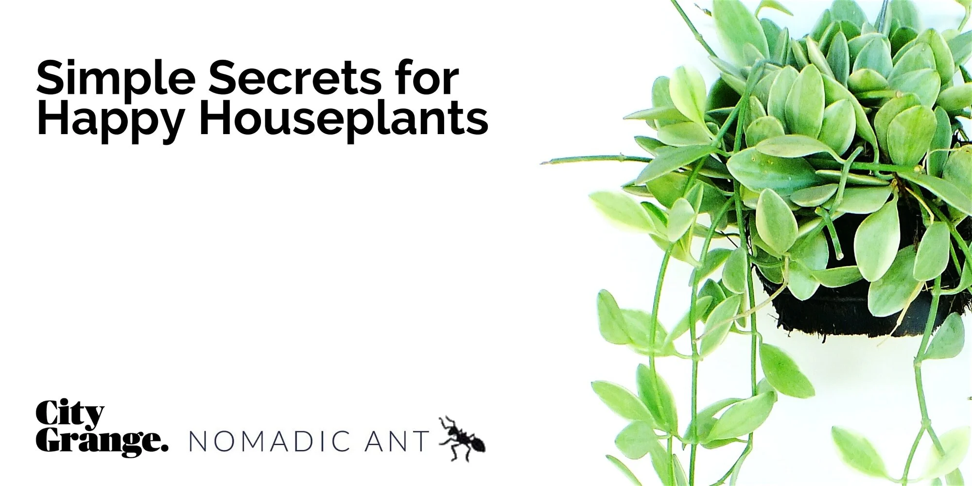 Simple Secrets for Happy Houseplants (co-hosted with City Grange)