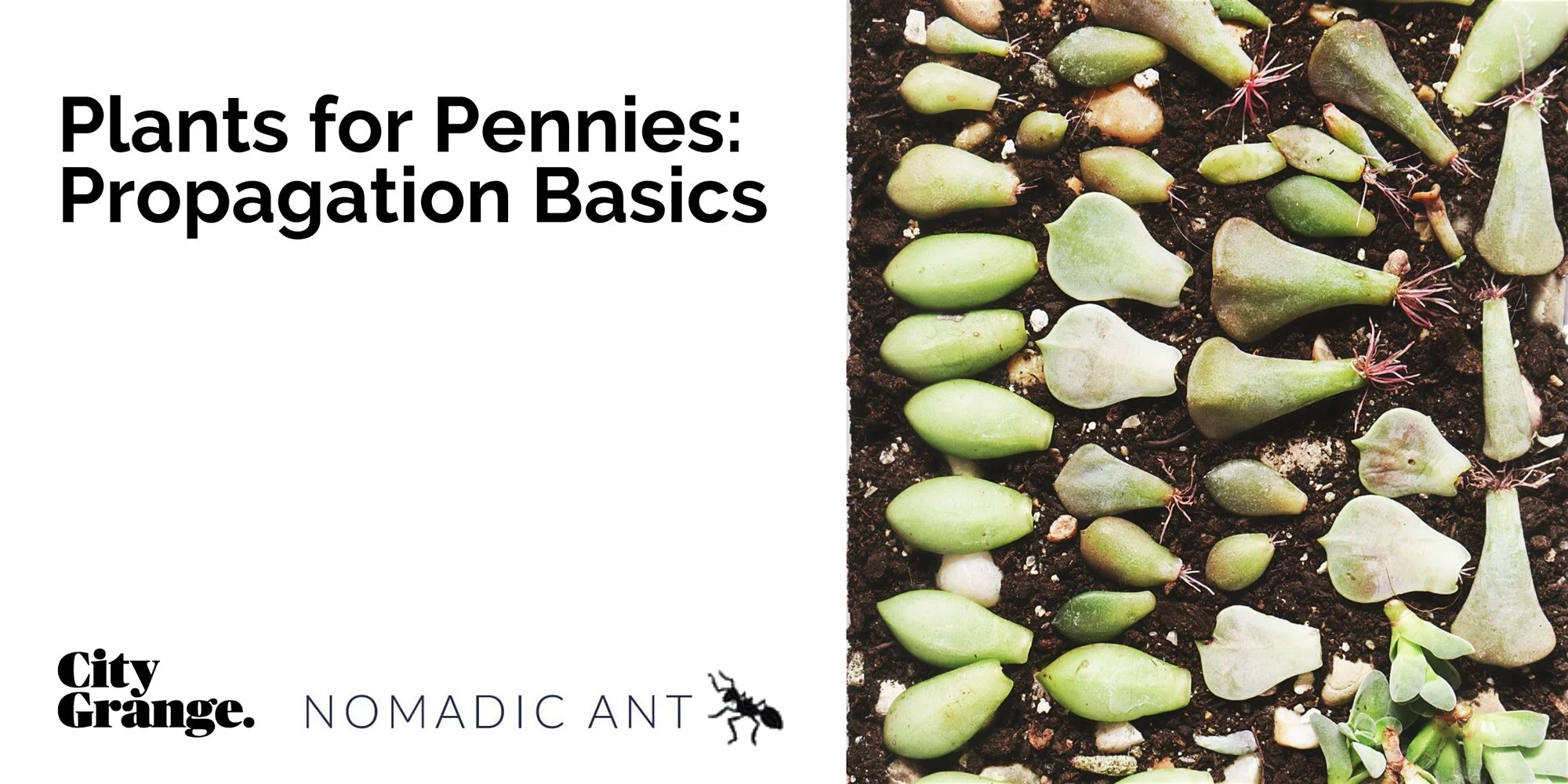 Plants for Pennies: Propagation Basics (co-hosted with City Grange)