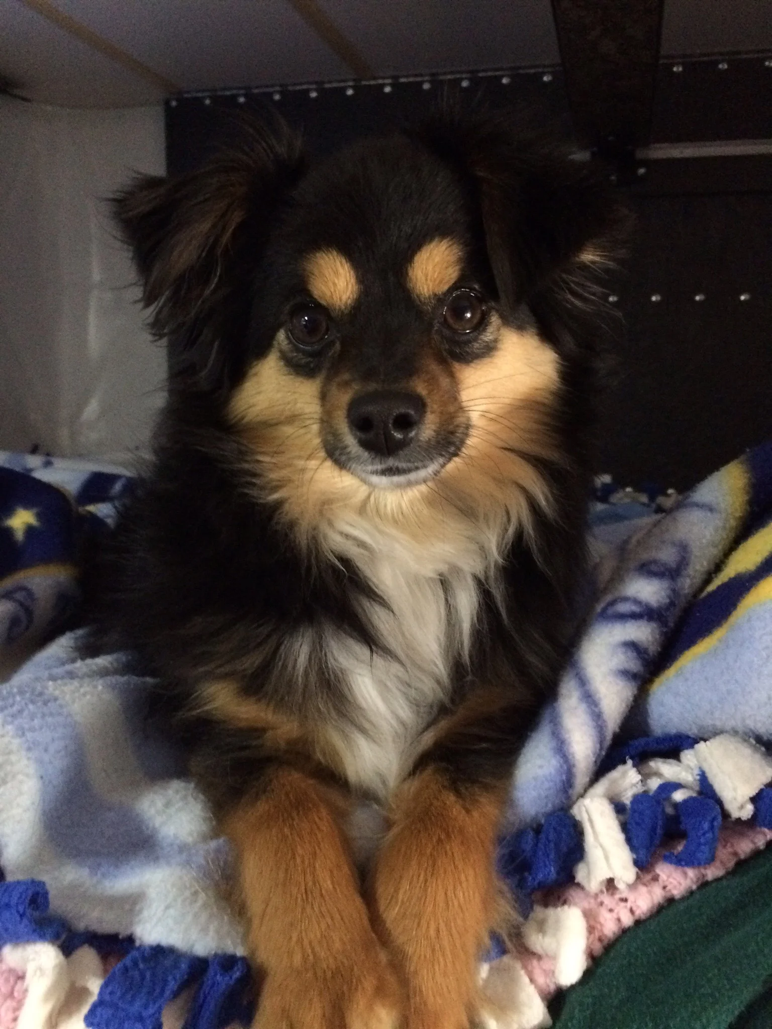 Saisy, sitting pretty in the pop-up camper.