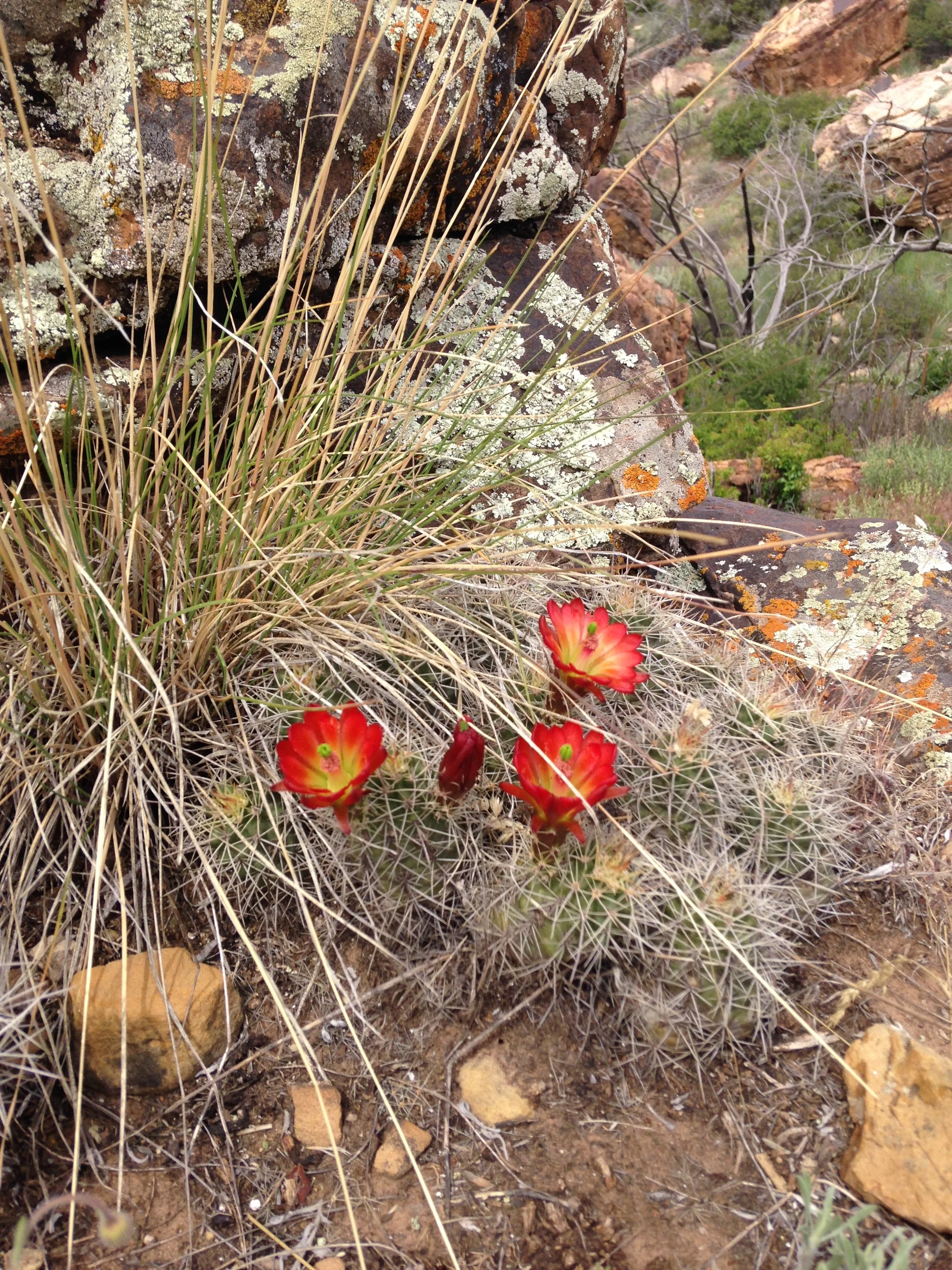 Claret cup cactus in bloom