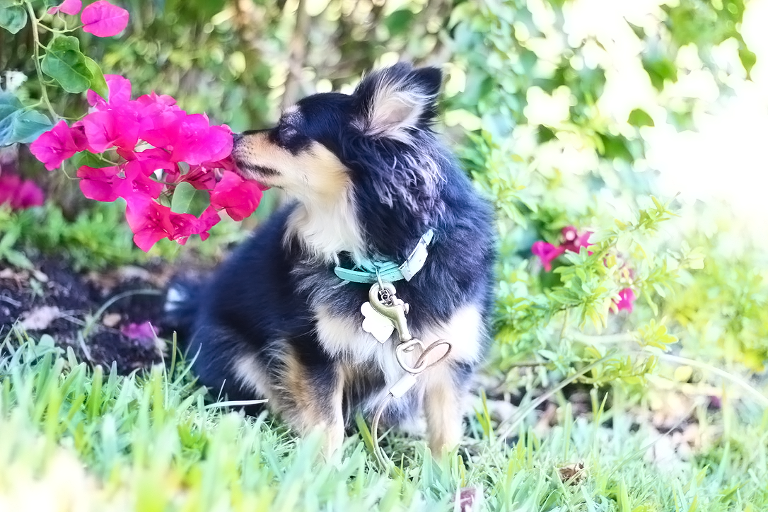 Pepper Spring Flowers.png
