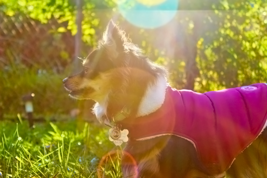 Pepper in Sun.png