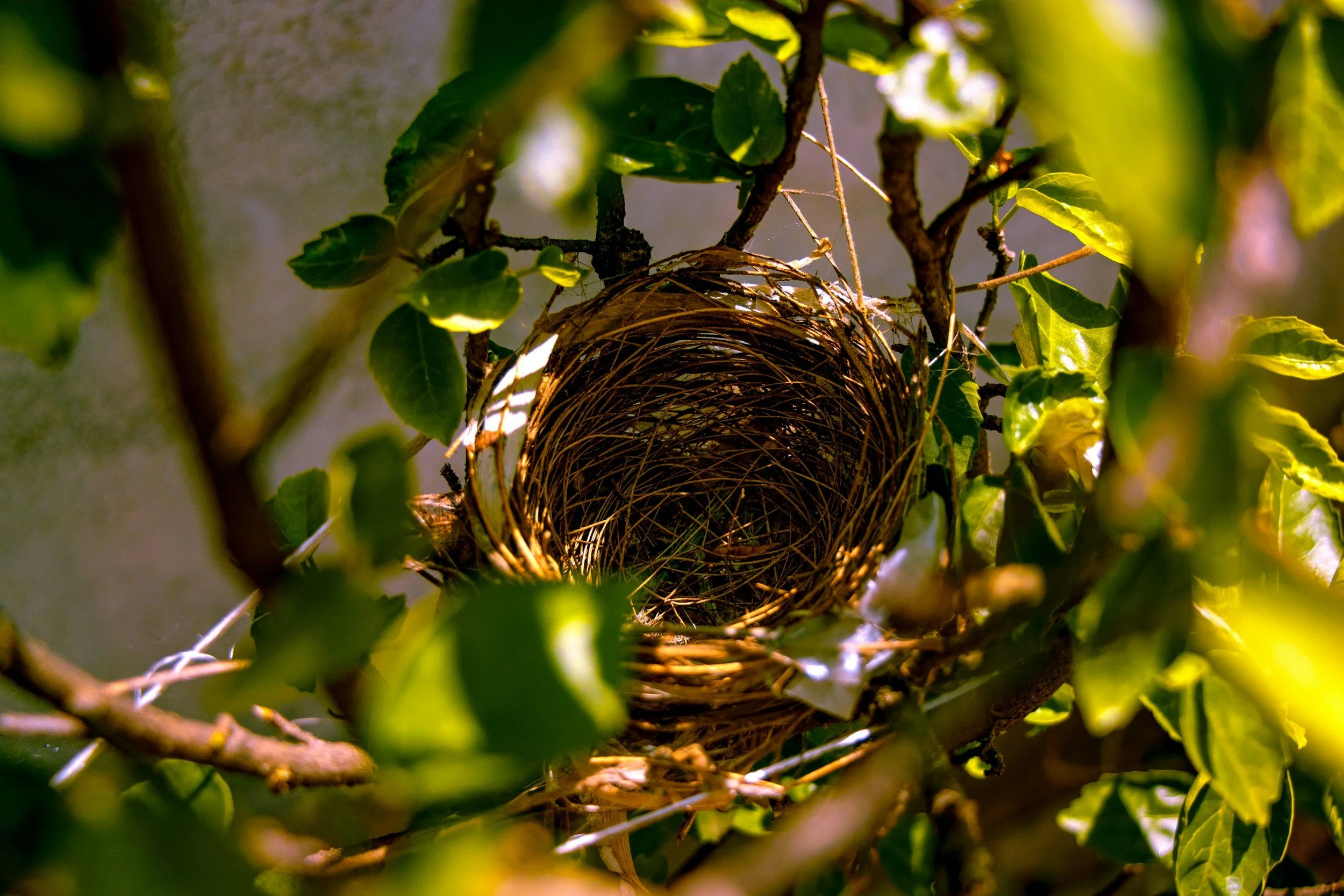Empty Nest Anxiety? Comfort and Coping Strategies for Your Next Chapter