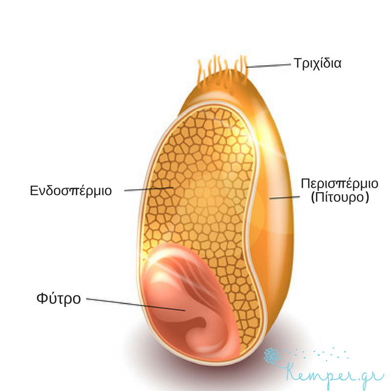 Anatomia-kokkou-sitariou.png