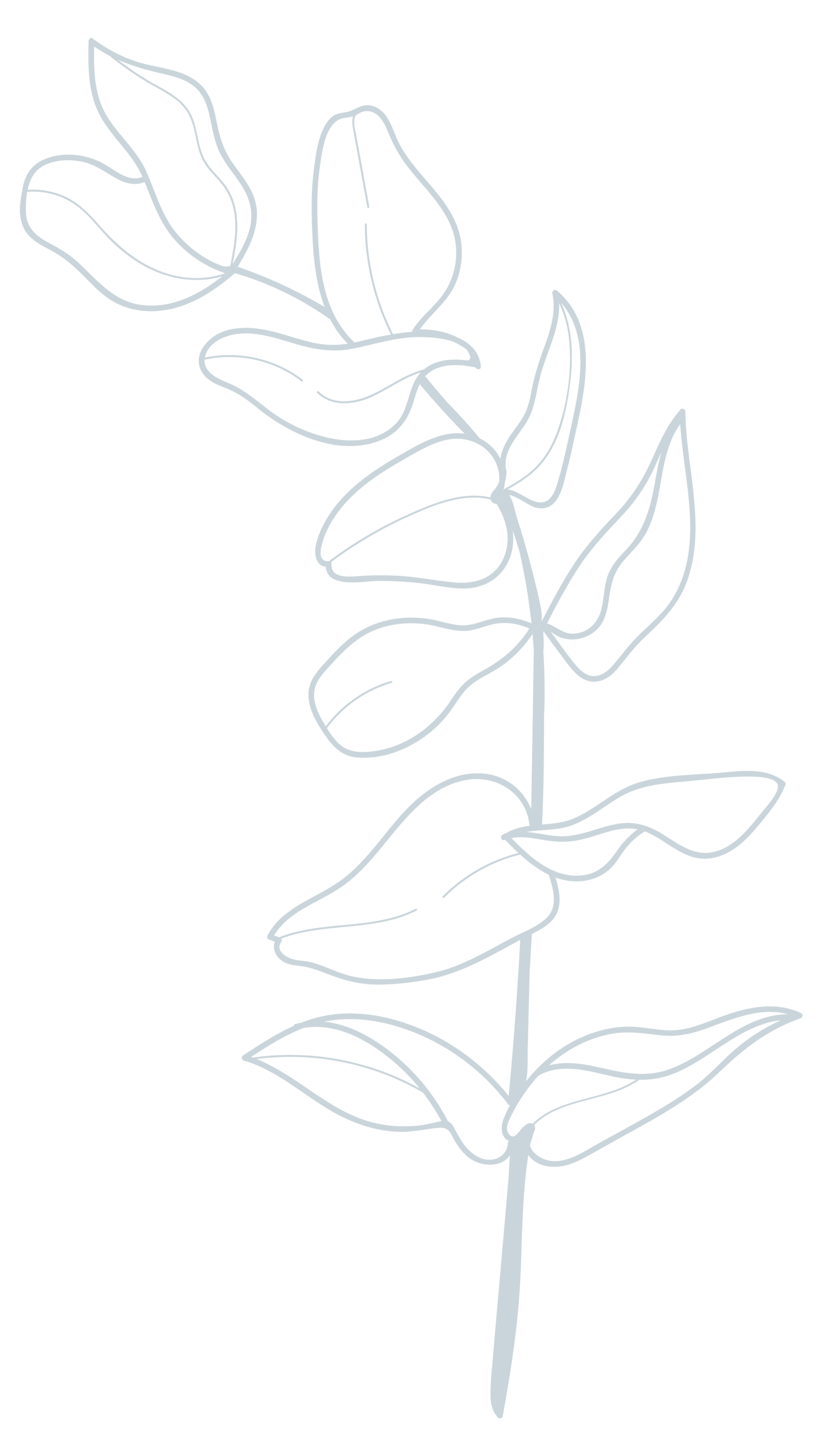 Susanna-Kemper-eucalyptus-graphicsEucalyptus-left---line-drawing-blue.png