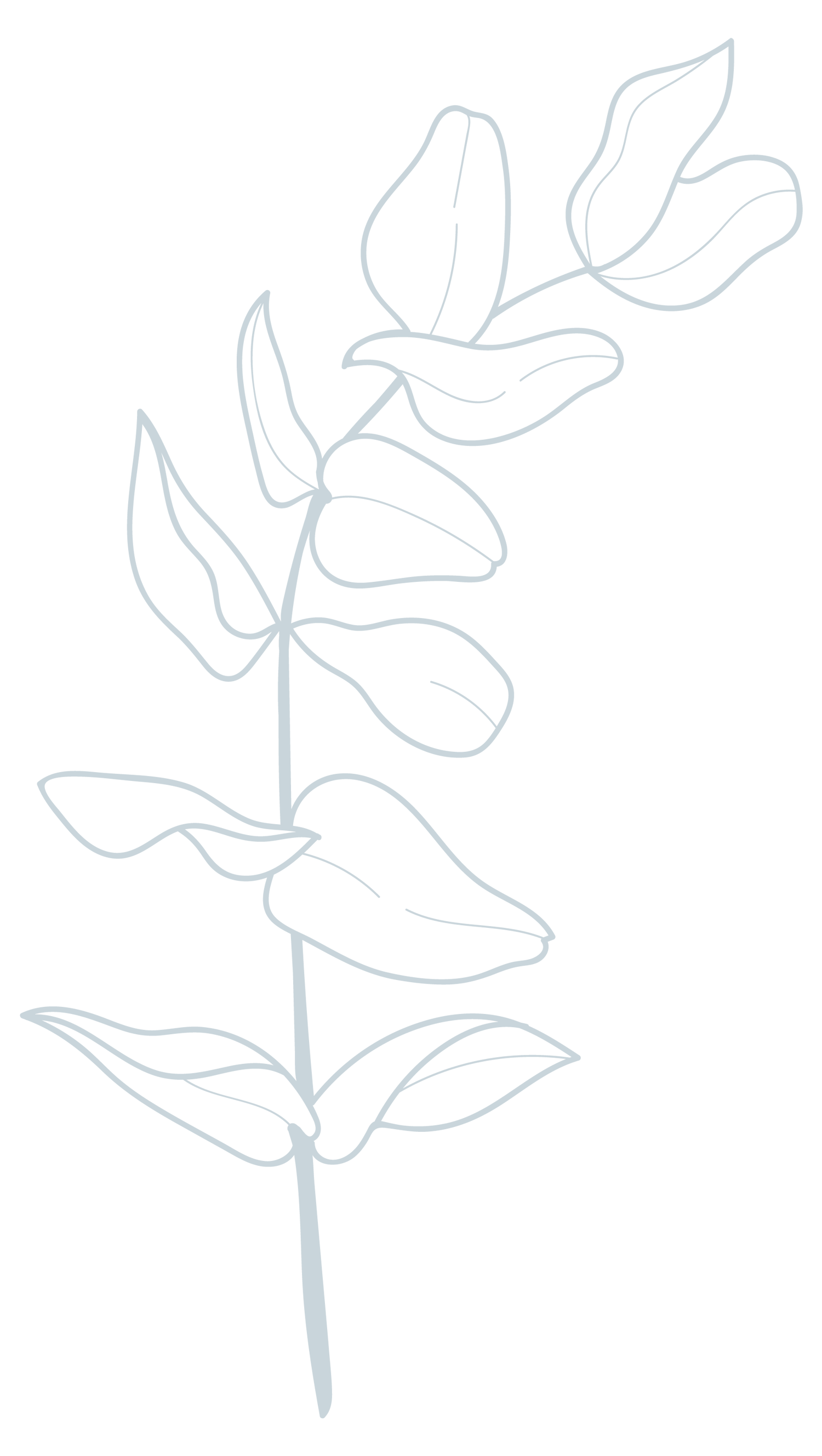 Susanna-Kemper-eucalyptus-graphicsEucalyptus-right---line-drawing-blue.png