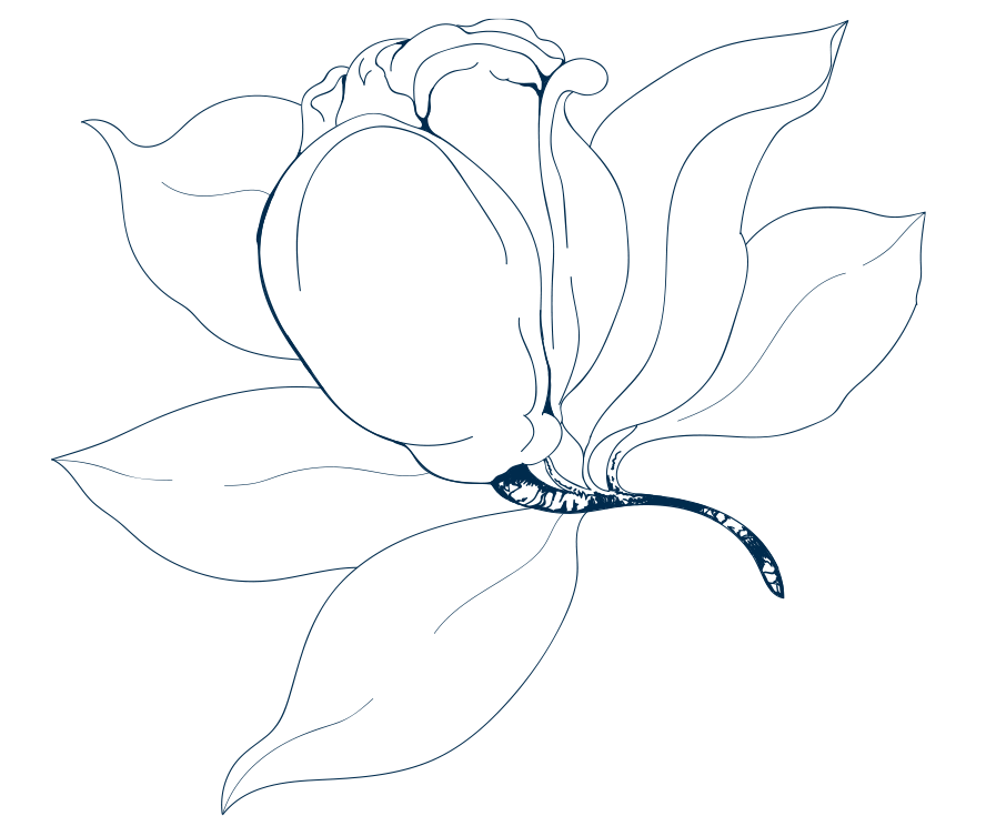 Susanna-Kemper-graphics---Magnolia-flower---angled.png