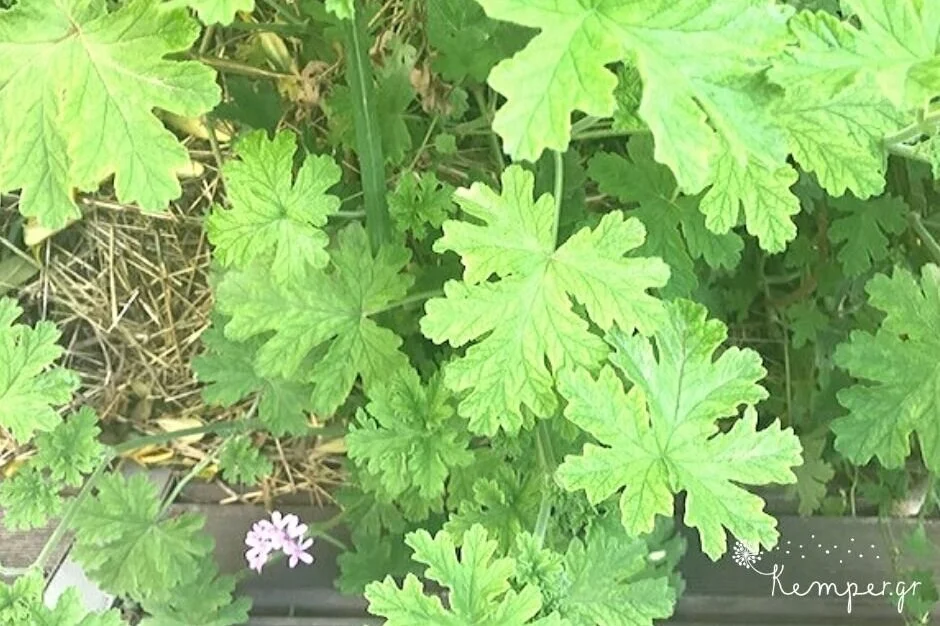 Το αρωματικό αυτό γεράνι (Pelargonium citrosum) έχει δυσάρεστη μυρωδιά για τα κουνούπια, αξίζει π.χ. να το βάλουμε σε ζαρντινιέρες κοντά σε παράθυρα και πόρτες του σπιτού.