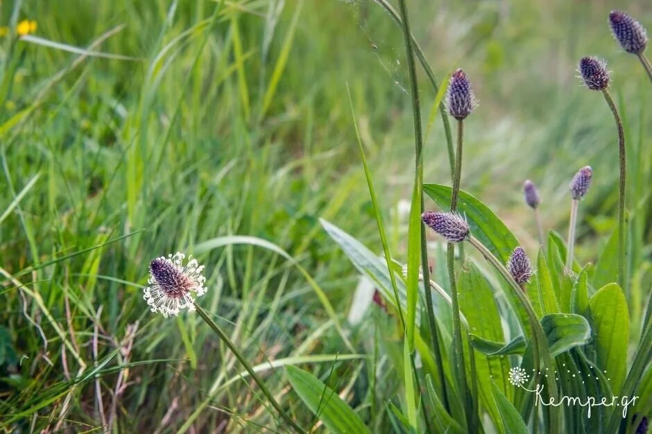 Πεντάνευρο (Plantago lanceolata)
