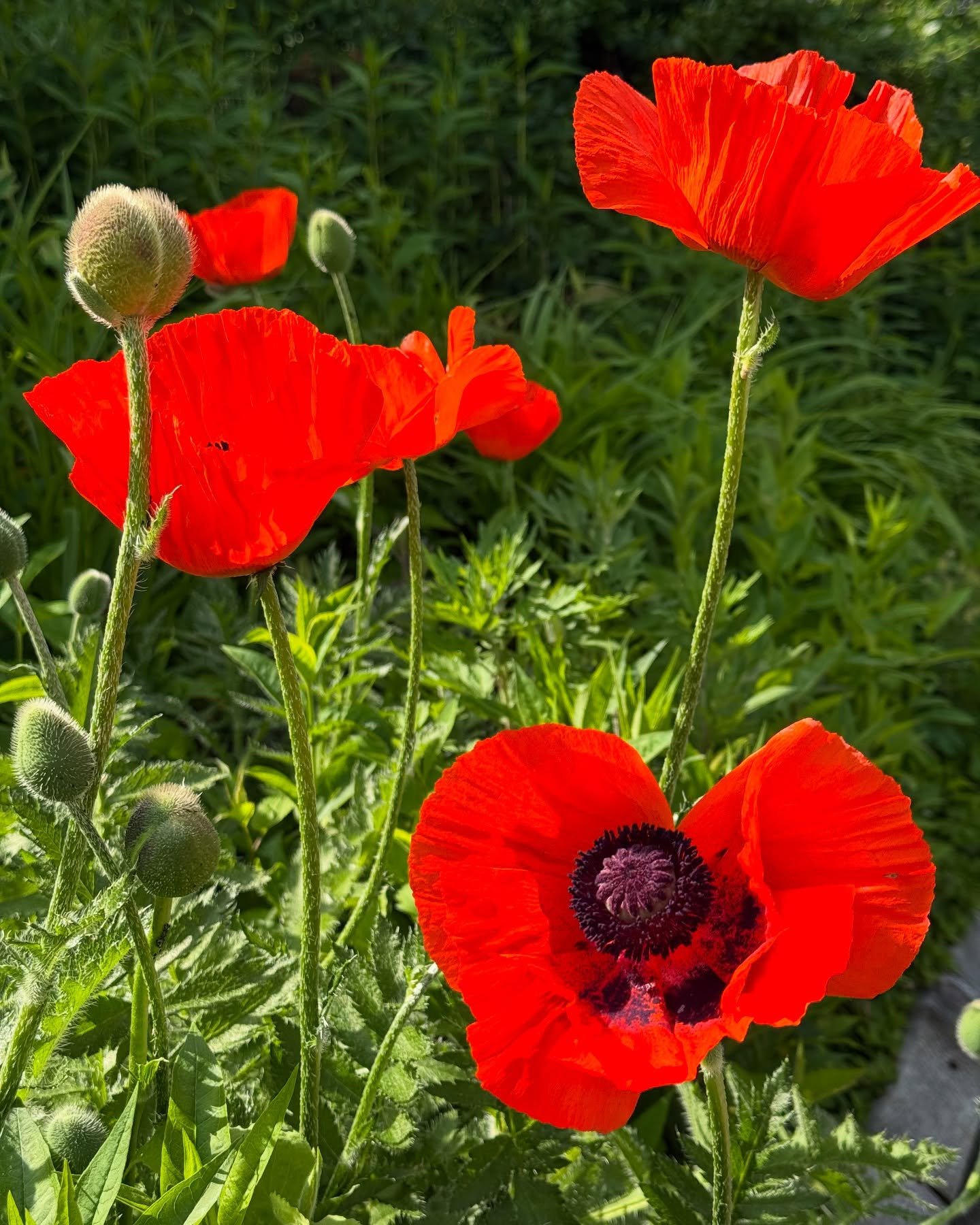 I wait for these poppies to bloom in my neighborhood every year. 
They don&rsquo;t last long, so I&rsquo;m glad our paths crossed ❤️
(The color is unadulterated #nofilter)

#poppies
#ephemeral 
#saturated
#colorlove
#artinspo