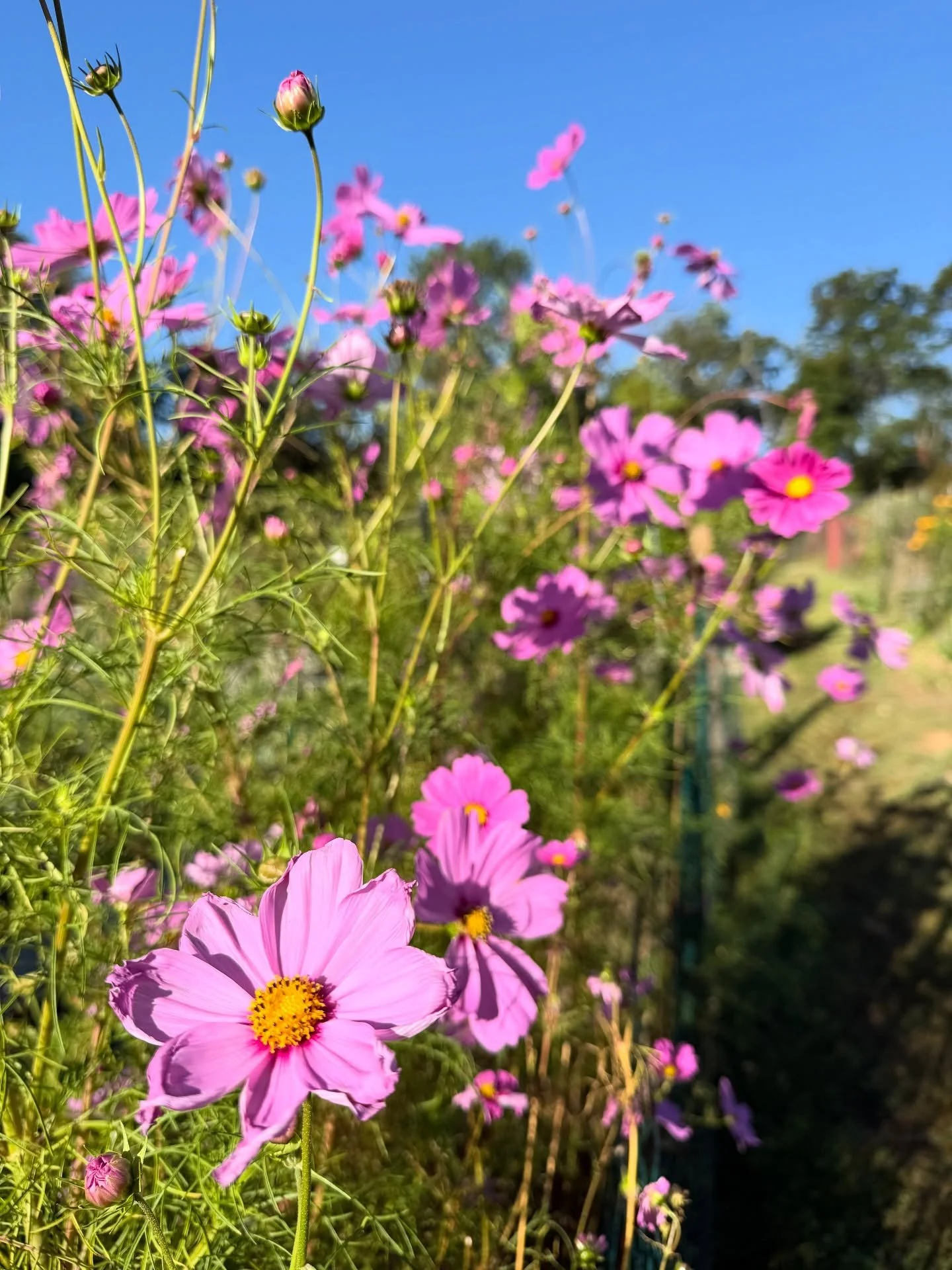 Getting to spend my morning walking amongst such beauty in the early golden light is not lost on me. 
I wish everybody was able to experience such moments of peace at will. But that&rsquo;s not the world we live in.  The least I can do is carry you i