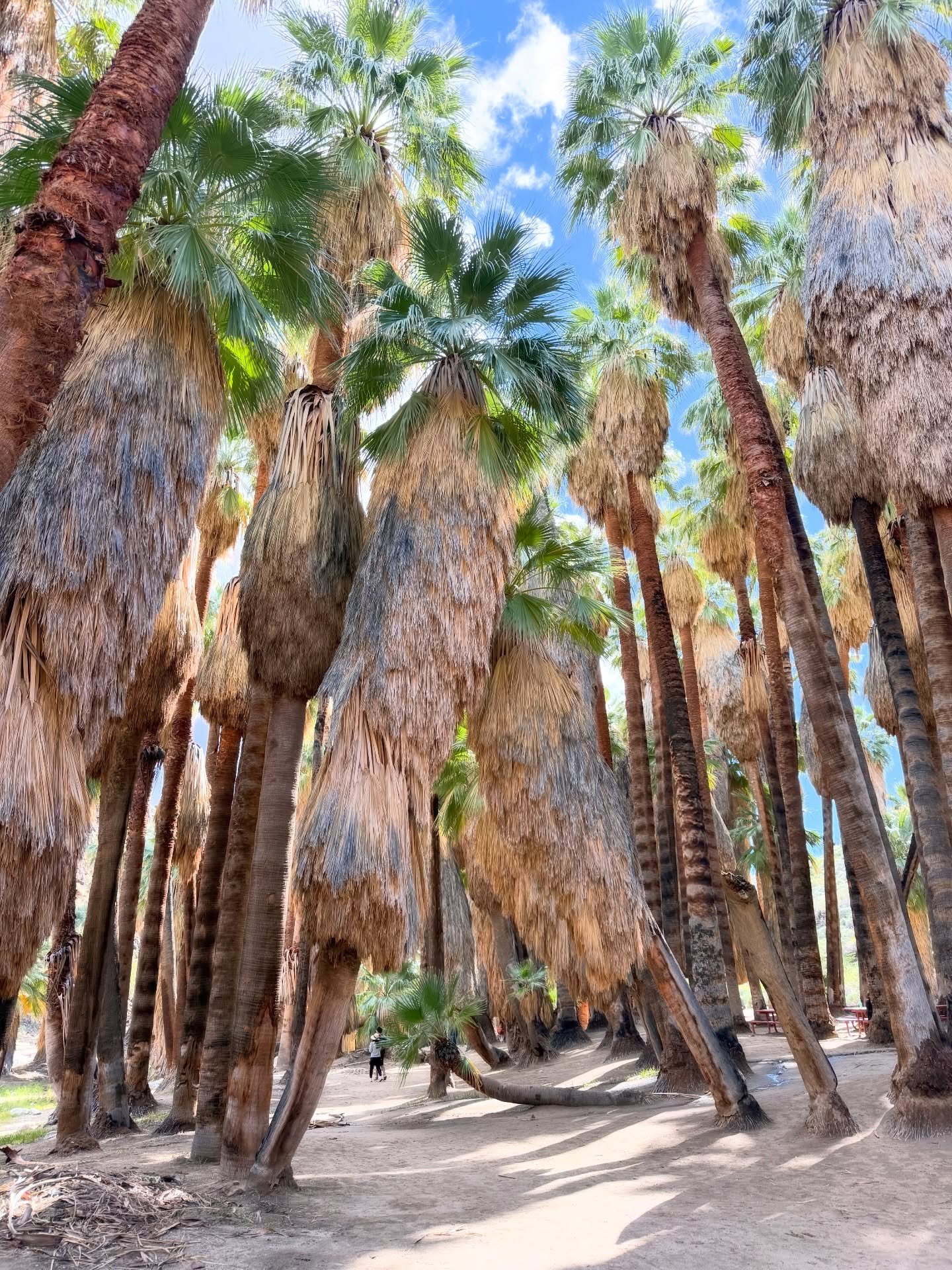 It was hard to take a bad picture at #palmcanyon in  the Agua Caliente Indian Reservation. 
With the world&rsquo;s largest natural oasis of desert fan palm trees, this trail goes down as a jaw-dropping favorite. And to think I found out about it just