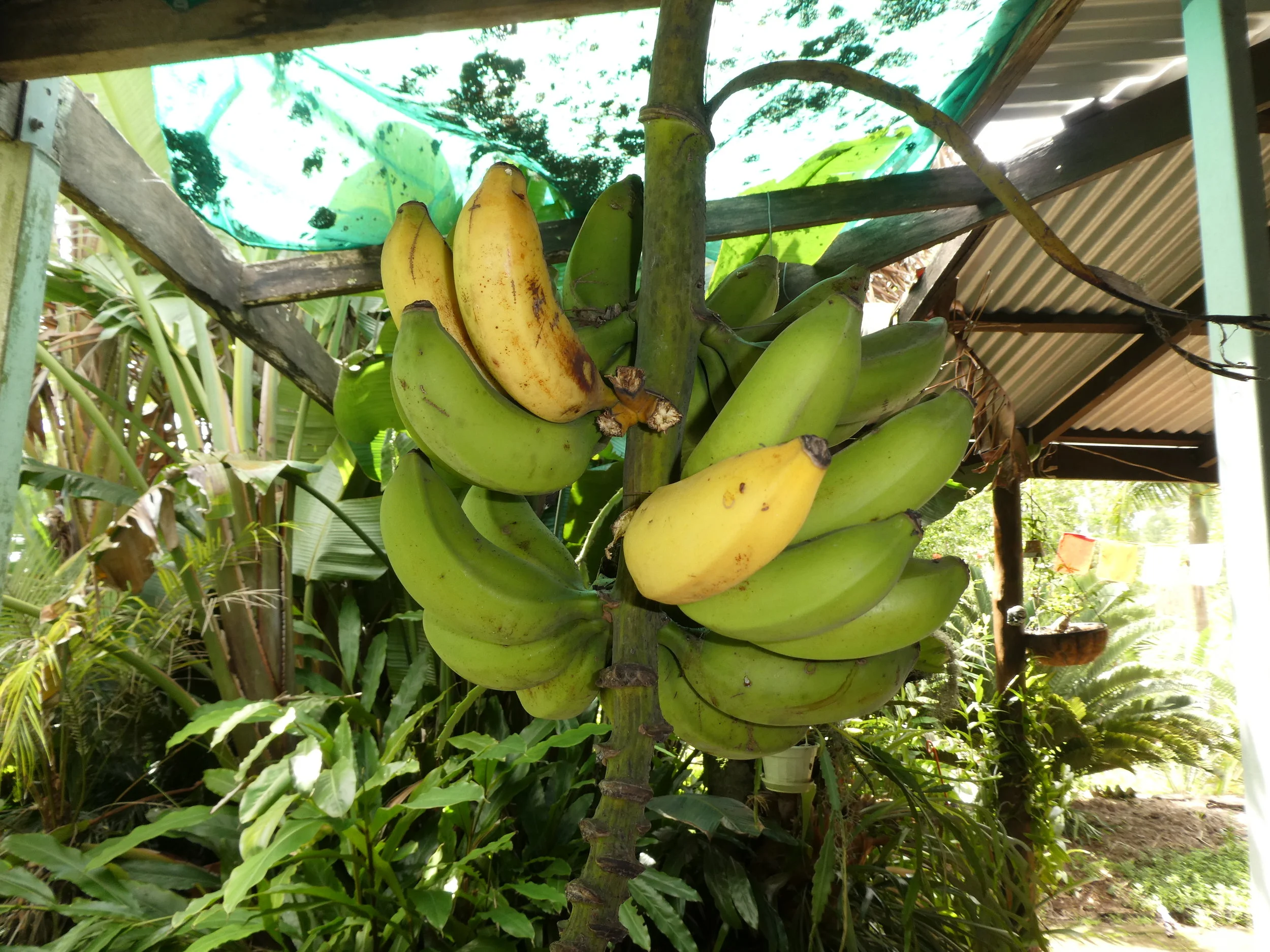 P1000309.JPG