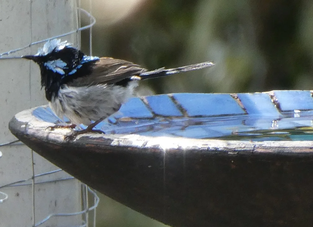 P1020051A.jpg