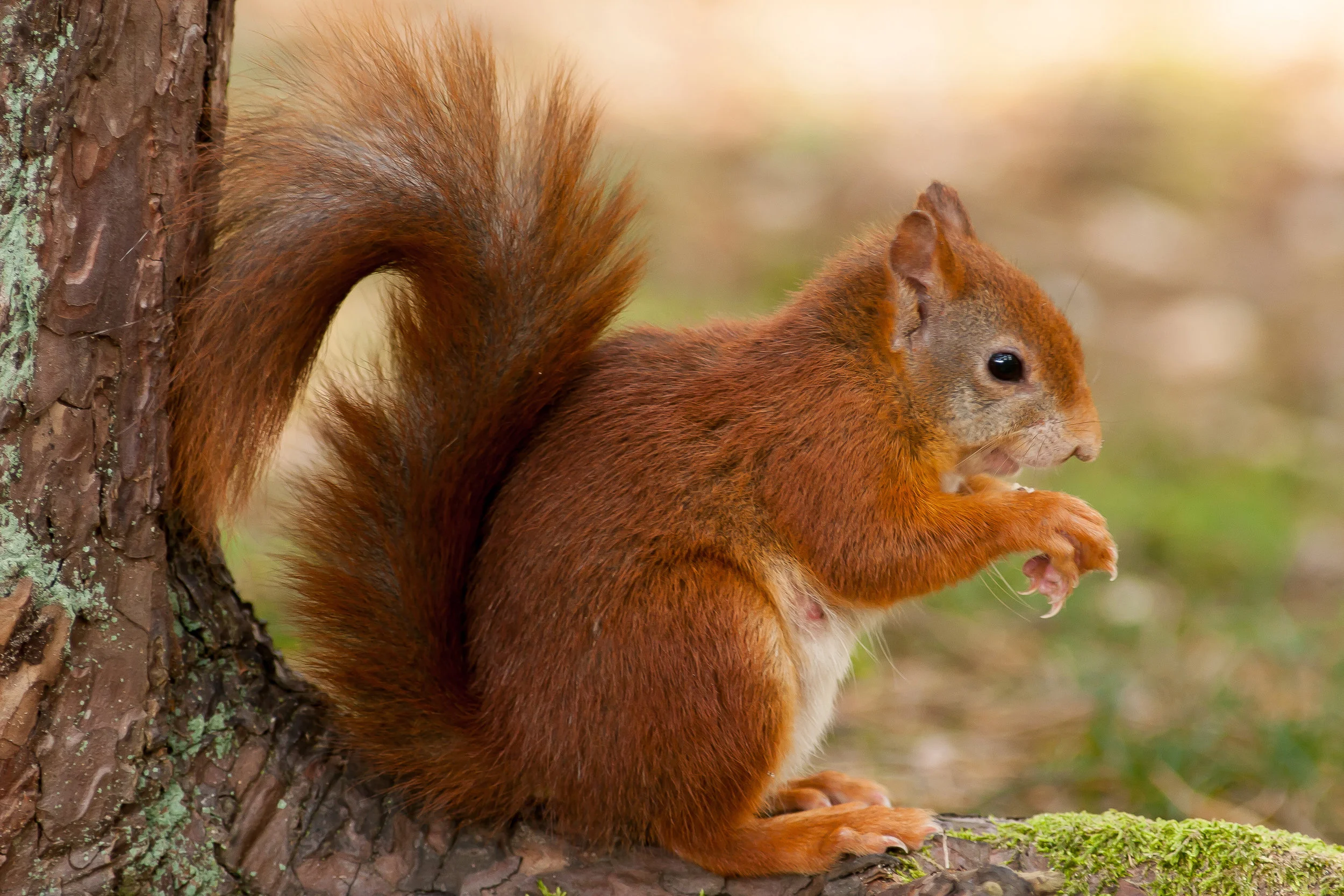 Wildlife Weekend Enjoy 2 nights bed, breakfast & dinner - from £200 for 2 people Find out more