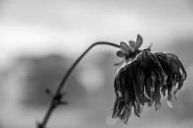 WITHERED