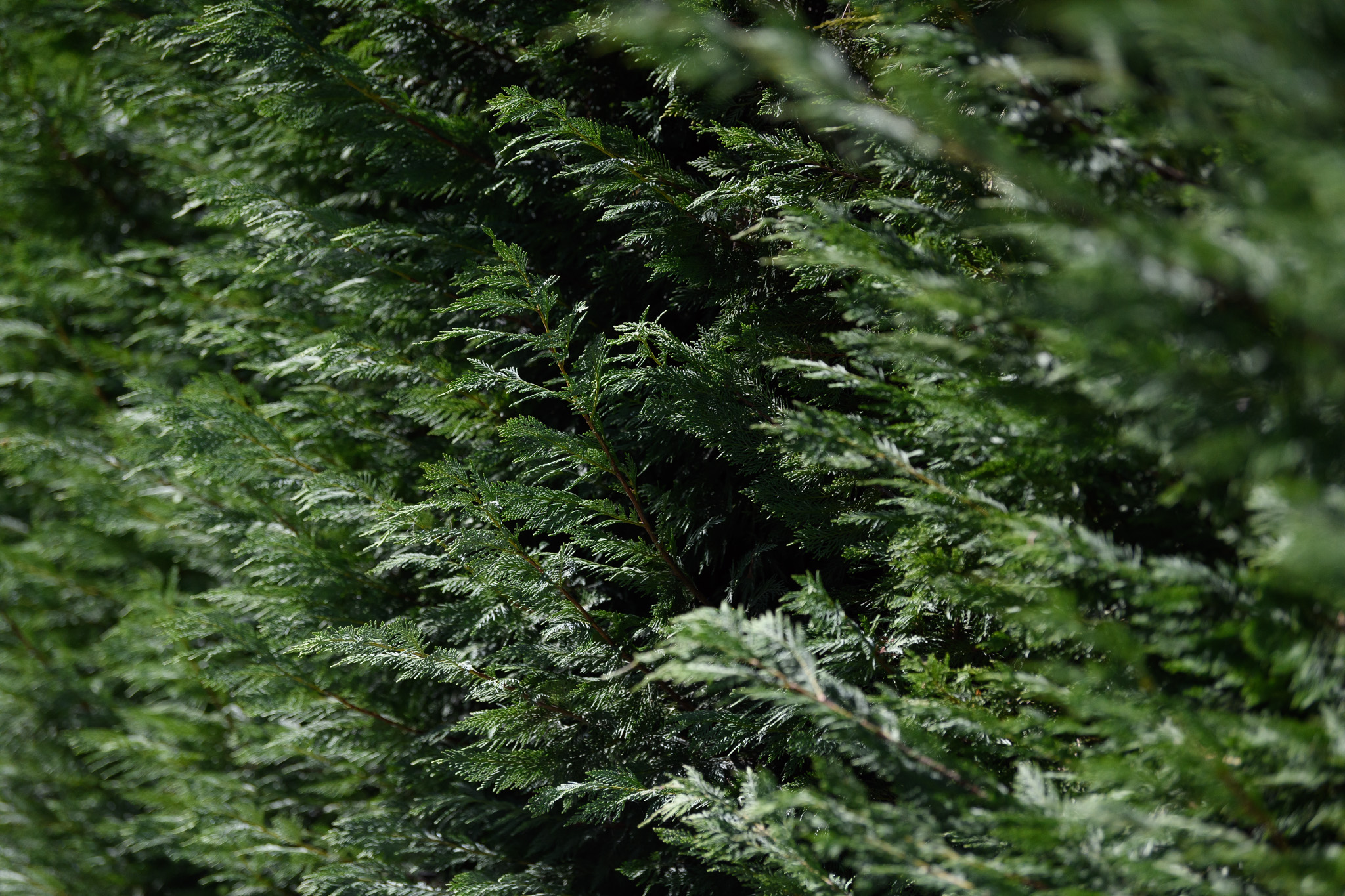 50-Background.jpg