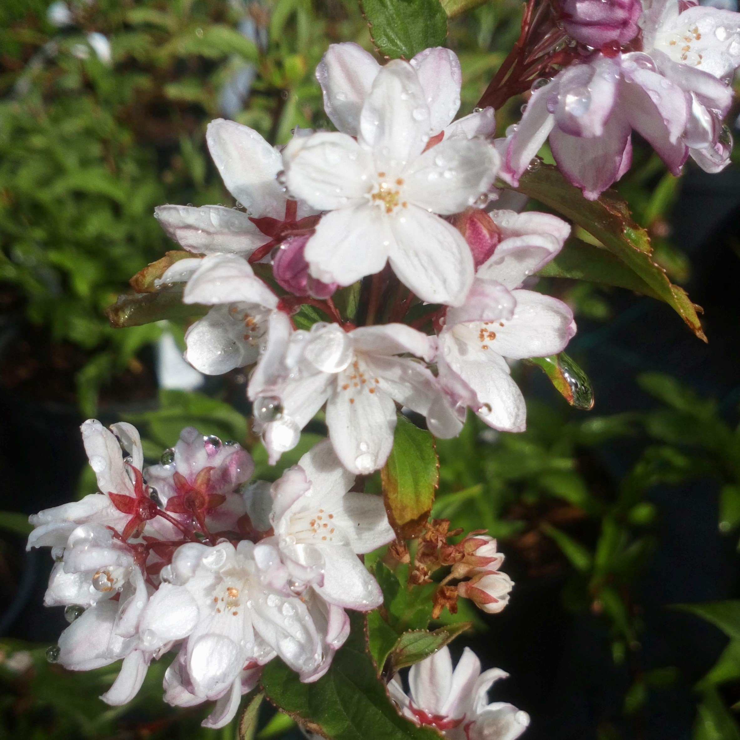 DEUTZIA scabra Rosea Plena3.jpg