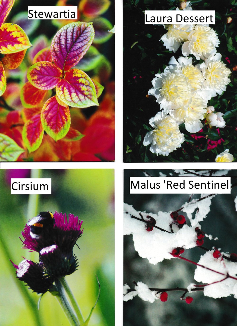 Gift voucher — Binny Plants