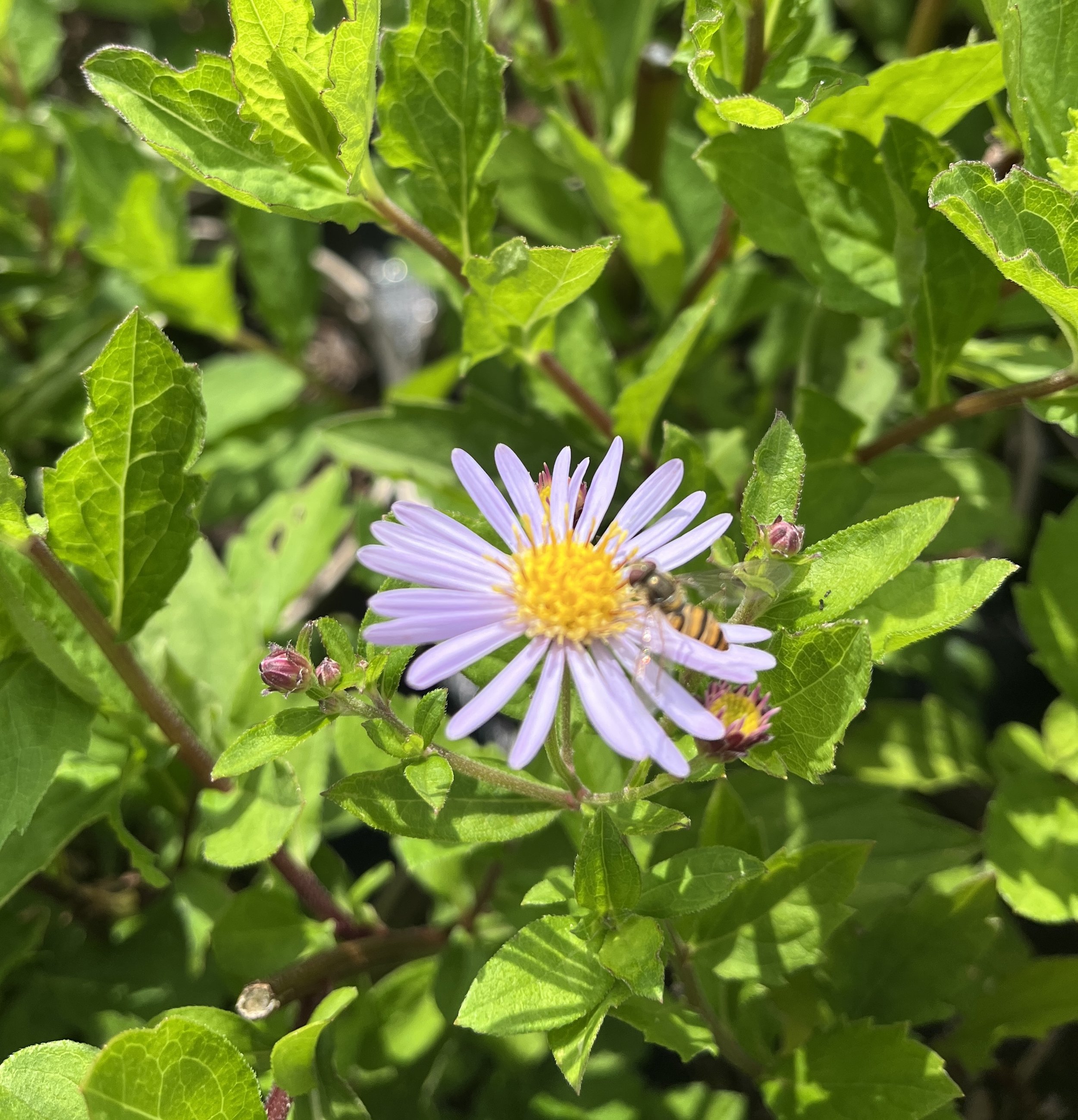 Aster ageratoides 'Asran'