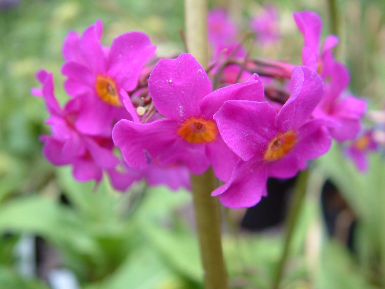 Primula beesiana.jpg