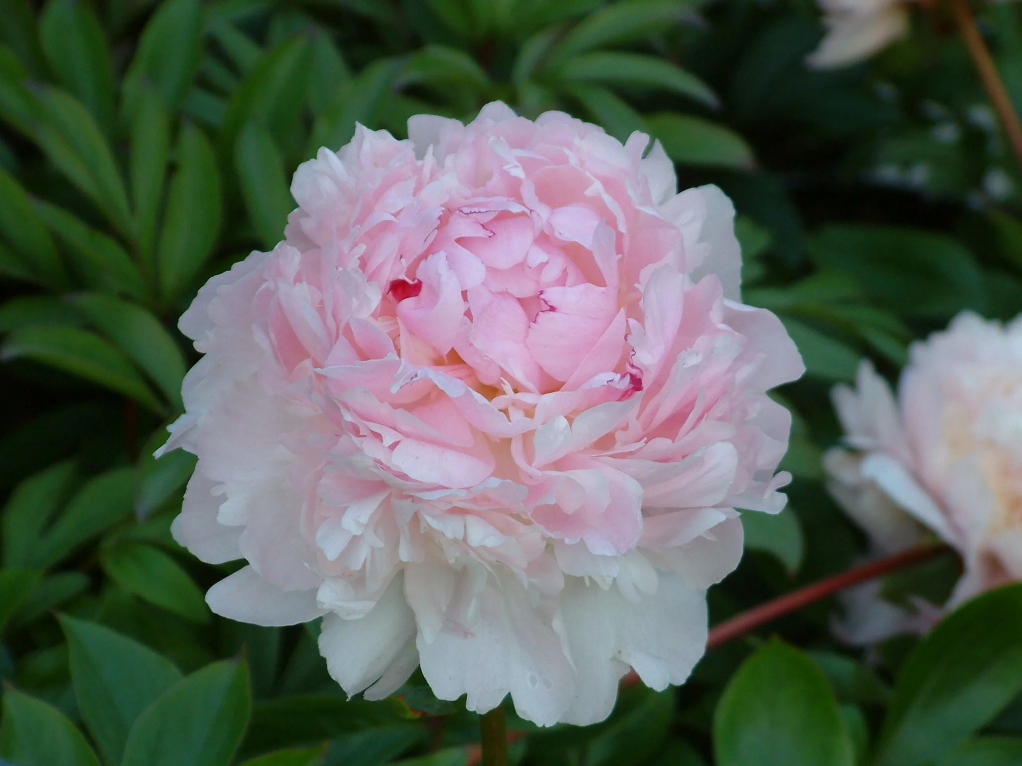 paeonia lactiflora angel cheeks3.jpg