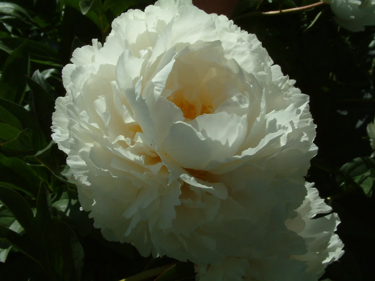 Paeonia lactiflora 'Bowl of Cream'
