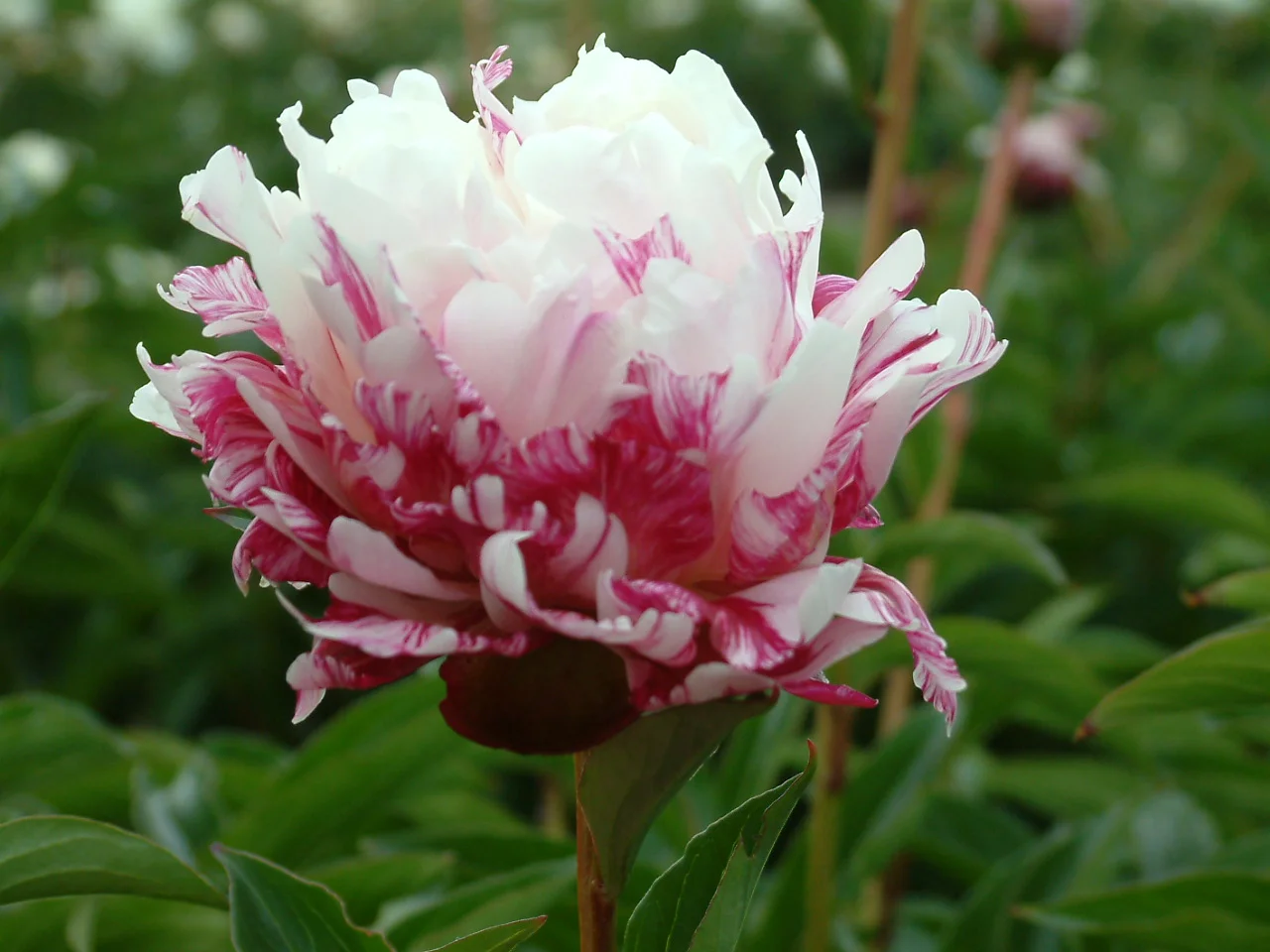 Paeonia lactiflora 'Candy Stripe'