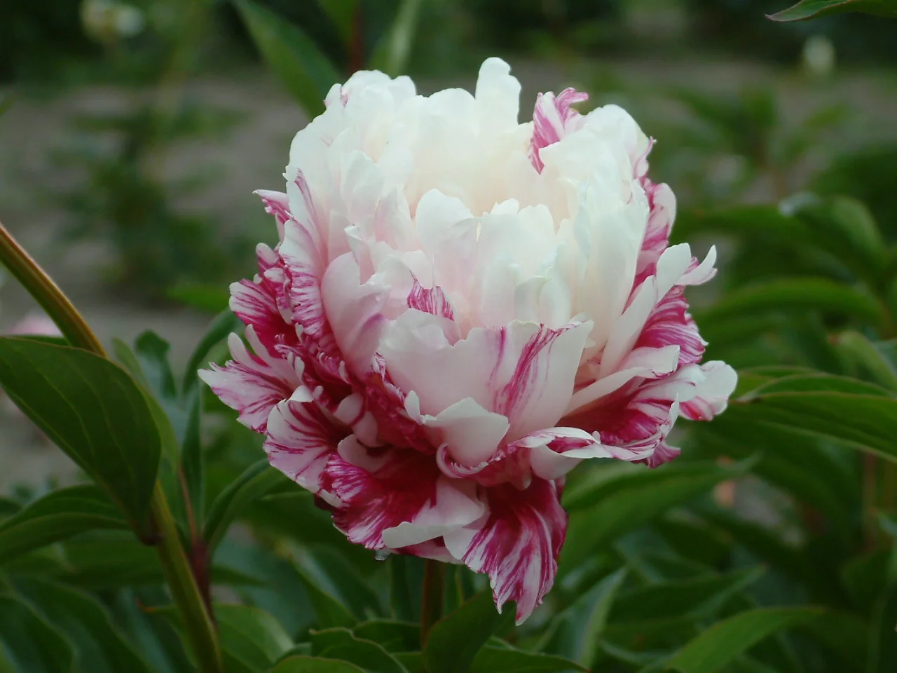 Paeonia lactiflora 'Candy Stripe'