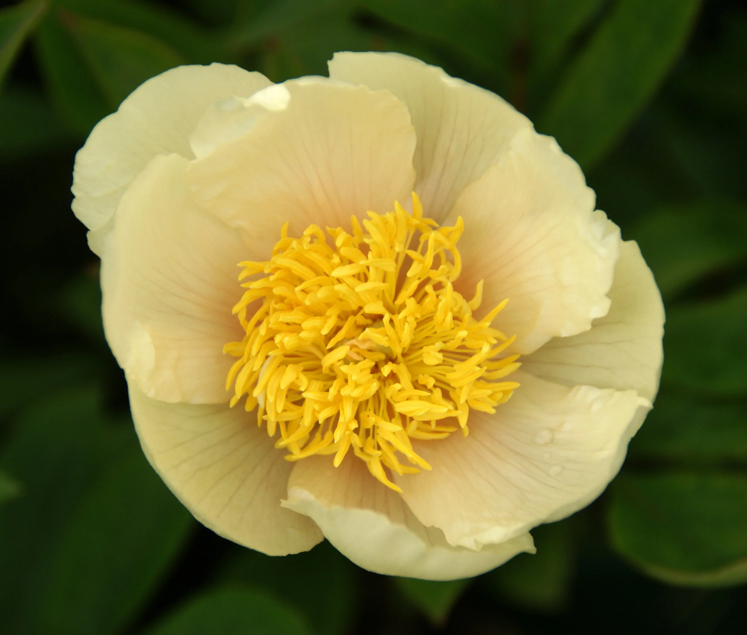 Paeonia 'Claire de Lune'