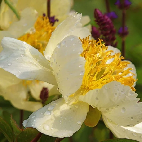 Paeonia 'Claire de Lune'